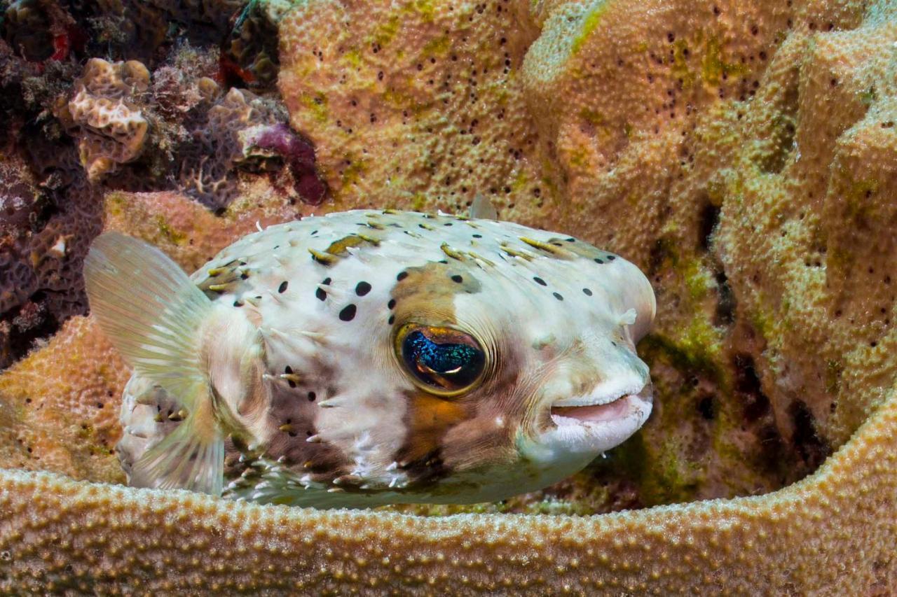 Den Laman - Balloonfish Playa Eksteriør billede
