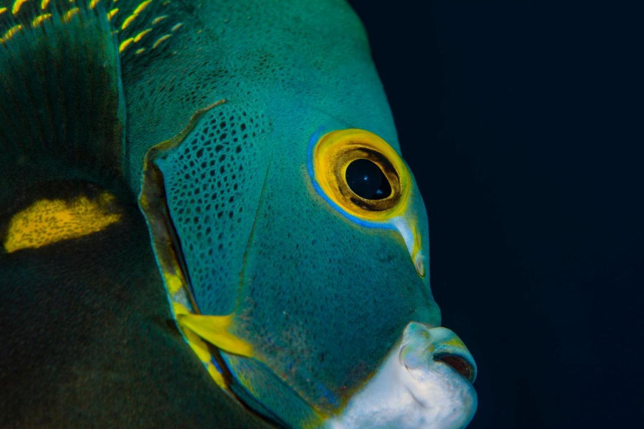 Den Laman - Balloonfish Playa Eksteriør billede